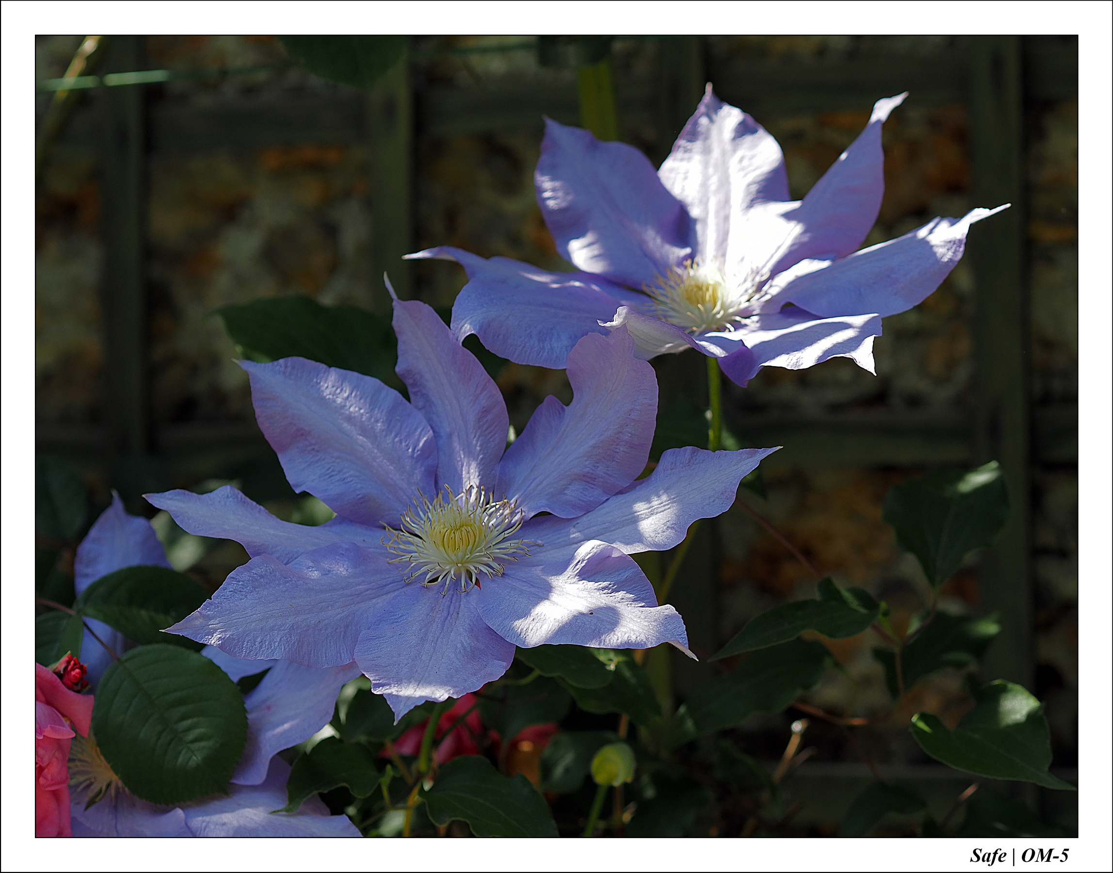 2024 - 05 - Bagatelle - 21